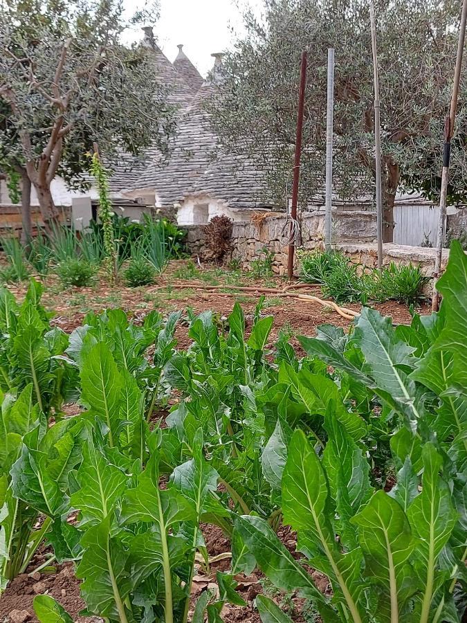 알베르벨로 Il Trullo Di Giada E Mattia 빌라 외부 사진