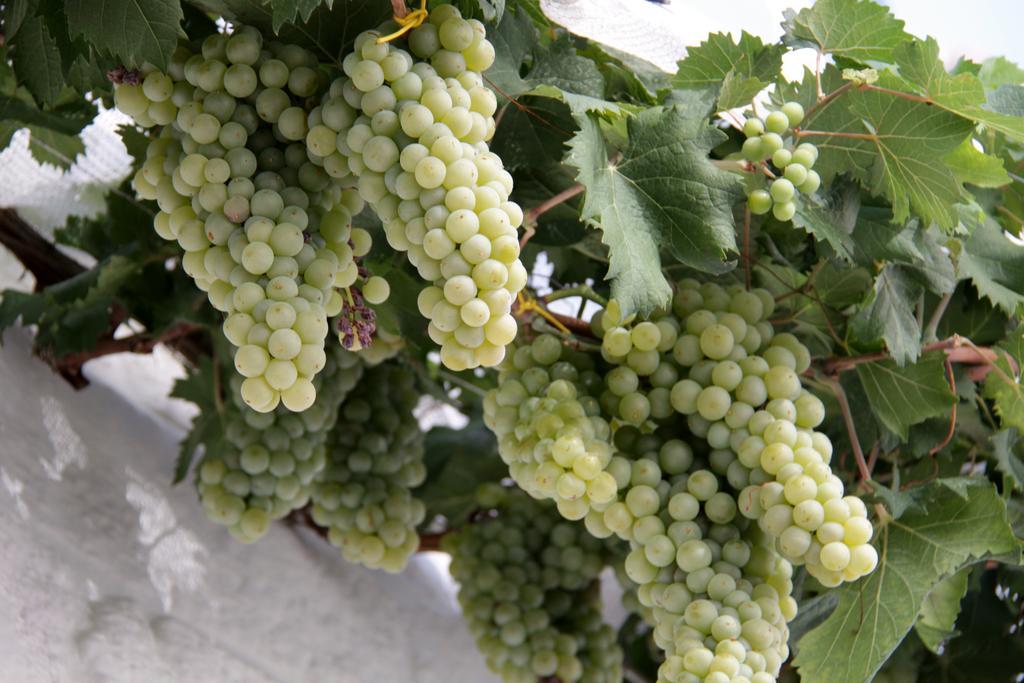 알베르벨로 Il Trullo Di Giada E Mattia 빌라 외부 사진