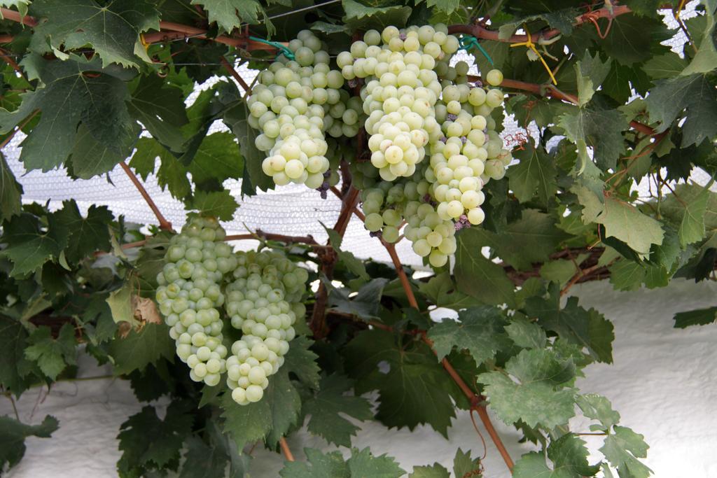 알베르벨로 Il Trullo Di Giada E Mattia 빌라 외부 사진