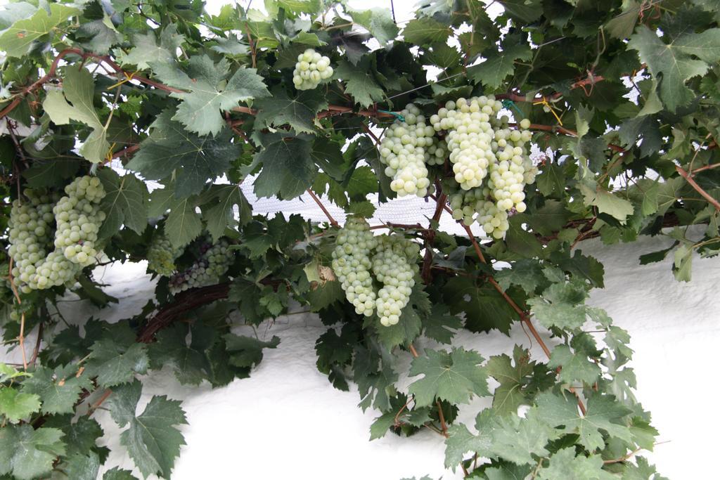 알베르벨로 Il Trullo Di Giada E Mattia 빌라 외부 사진