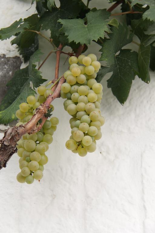 알베르벨로 Il Trullo Di Giada E Mattia 빌라 외부 사진