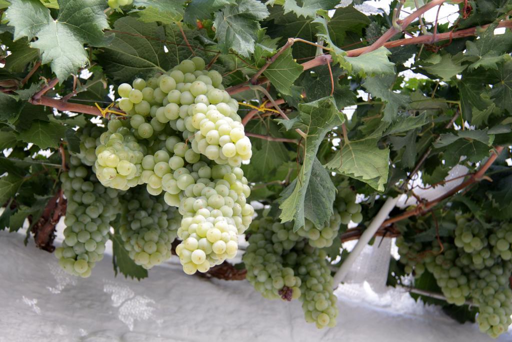 알베르벨로 Il Trullo Di Giada E Mattia 빌라 외부 사진
